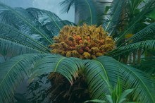 Closeup Of Sago Palm Flower