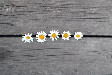 Chamomile lies in the gap between the gray wooden boards, top view