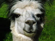 Horizontal Image Of Smiling Gray, White-and-black Alpaca Looking Into The Camera
