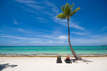 Poster - Tropical beach in Sargasso sea, Punta Cana, Dominican Republic