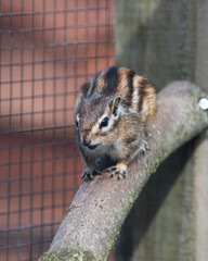 Chipmunk