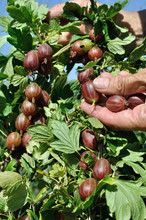 Gardener's Hands Picking Ripe Gooseberries In The Garden