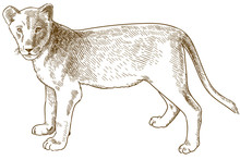 Engraving Antique Illustration Of Lion Cub