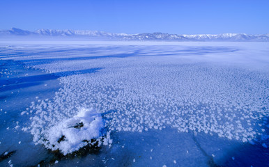 Frosted flower over frozen lake