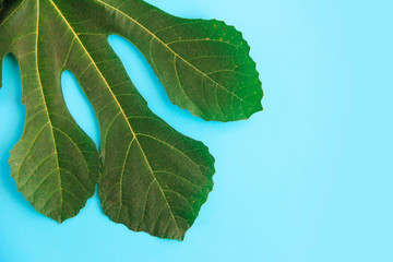 green natural palm tree leaves with veins on a blue background