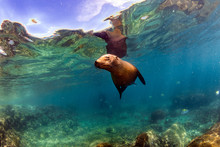 Sea Lion Seal Underwater While Diving Galapagos
