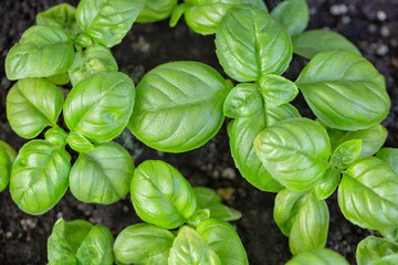 Poster - Young basil in a ceramic terracotta pot