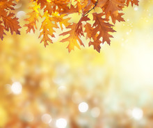 Vibrant Fall Foliage