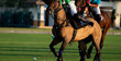 Horse polo player use a mallet hit ball, battle in horse polo sport.