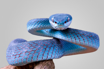 Wall Mural - blue viper snake closeup face, viper snake, blue insularis, trimeresurus insularis