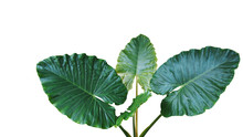 Heart Shaped Dark Green Leaves Of Elephant Ear Or Giant Taro (Alocasia Macrorrhizos), Tropical Rainforest Plant Isolated On White Background With Clipping Path.