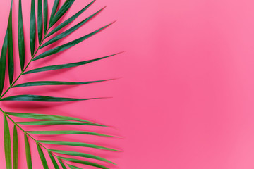 Green leaves of palm tree on bright pink pastel background, Tropical green palm leaves , Top view minimal concept. Flat lay. Blank copy space.