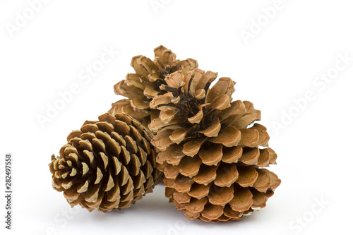 Fotomural The cones pine on a white background