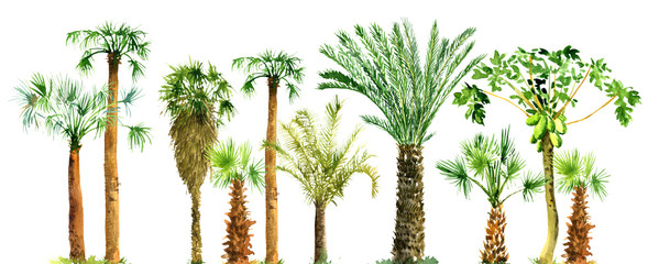 watercolor sketch of palm trees