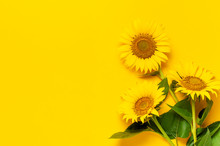 Beautiful Fresh Sunflowers With Leaves On Stalk On Bright Yellow Background. Flat Lay, Top View, Copy Space. Autumn Or Summer Concept, Harvest Time, Agriculture. Sunflower Natural Background