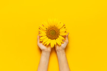 Female Hands Hold Beautiful Fresh Sunflower On Bright Yellow Background. Flat Lay Top View Copy Space. Autumn Or Summer Concept, Harvest Time, Agriculture. Sunflower Natural Background. Flower Card