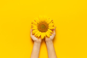 Fotomurales - Female hands hold Beautiful fresh sunflower on bright yellow background. Flat lay top view copy space. Autumn or summer Concept, harvest time, agriculture. Sunflower natural background. Flower card
