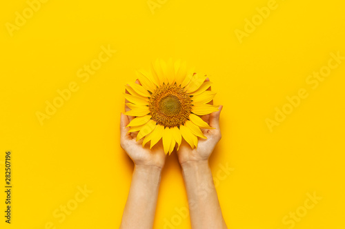 Foto  Female hands hold Beautiful fresh sunflower on bright yellow background