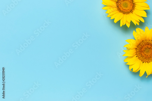 Beautiful fresh sunflowers on blue background Fotobehang
