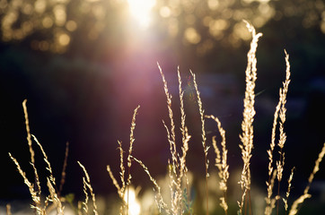 Wall Mural - dry grass at sunset on a warm summer evening