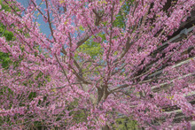 Cherry Blossom Or Redbud Tree With Pink Flowers 