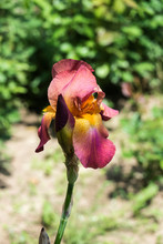 Tall Bearded Iris Two Tone Pink (Indian Chief)