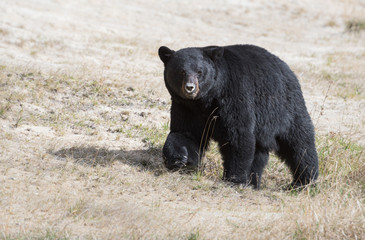 Black bear in the wild