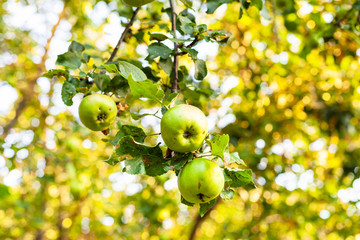 Wall Mural - ripe apples on tree branch in orchard at sunset