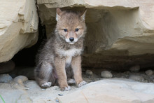 Coyotes Free Stock Photo - Public Domain Pictures