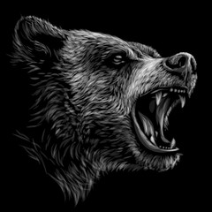 Wall Mural - bear. monochrome portrait of a brown bear a black background.