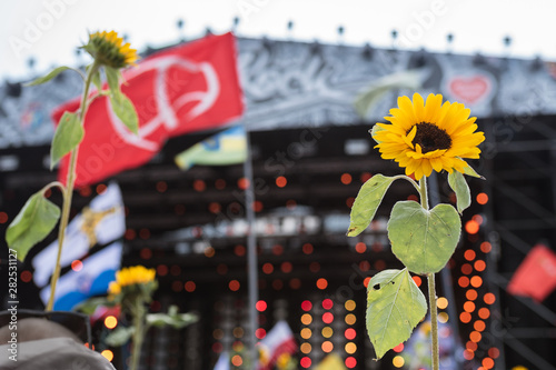 Cuadros en Lienzo Sunflowers with the music stage in the background