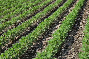 Wall Mural - Agriculture, soybean plant in field