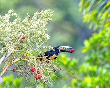 Snack Time For Toucan