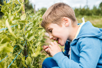 Wall Mural - Portrait of a cute kid boy in a straw hat walking on a field of green peas and collecting and eating peas on a sunny summer day. Child in the field with blue sky and clouds background.