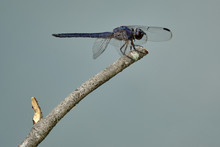 Dragonfly (blue Dasher)