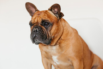 cute brown french bulldog sitting on the floor at home and looking at the camera. Funny and playful expression. Pets indoors and lifestyle