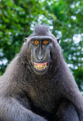 Wall Mural - celebes crested macaque with open mouth. close up portrait on the green natural background. crested 