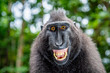 Leinwandbild Motiv Celebes crested macaque with open mouth. Close up portrait on the green natural background. Crested black macaque, Sulawesi crested macaque, or black ape. Natural habitat. Sulawesi Island. Indonesia