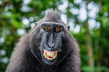 Wall Mural - celebes crested macaque with open mouth. close up portrait on the green natural background. crested 