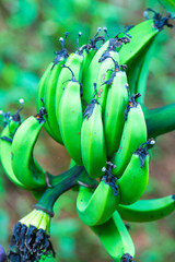 Poster - Pisang Ampiang banana in the nature