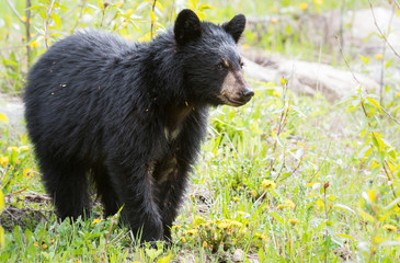 black bear in the wild