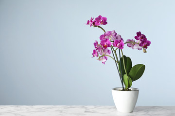 Canvas Print - Beautiful tropical orchid flower in pot on marble table against light blue background. Space for text