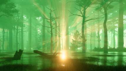 Wall Mural - dark mysterious and swampy pine forest at sunset