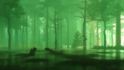 Wall Mural - mysterious forest swamp at foggy night or dusk
