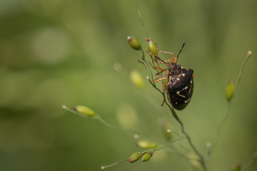 Brown bug