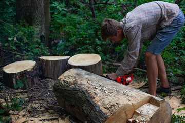 Wall Mural - man cut felled trees, a working guy cuts stumps with a chainsaw in the forest