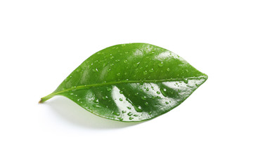 Fresh green coffee leaf with water drops isolated on white