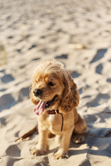 Wall Mural - golden american cocker spaniel with a happy expression sits on the beach