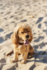 Wall Mural - golden american cocker spaniel with a happy expression sits on the beach