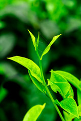  Close up green tea bud and leaves blur background tea plantations in spring